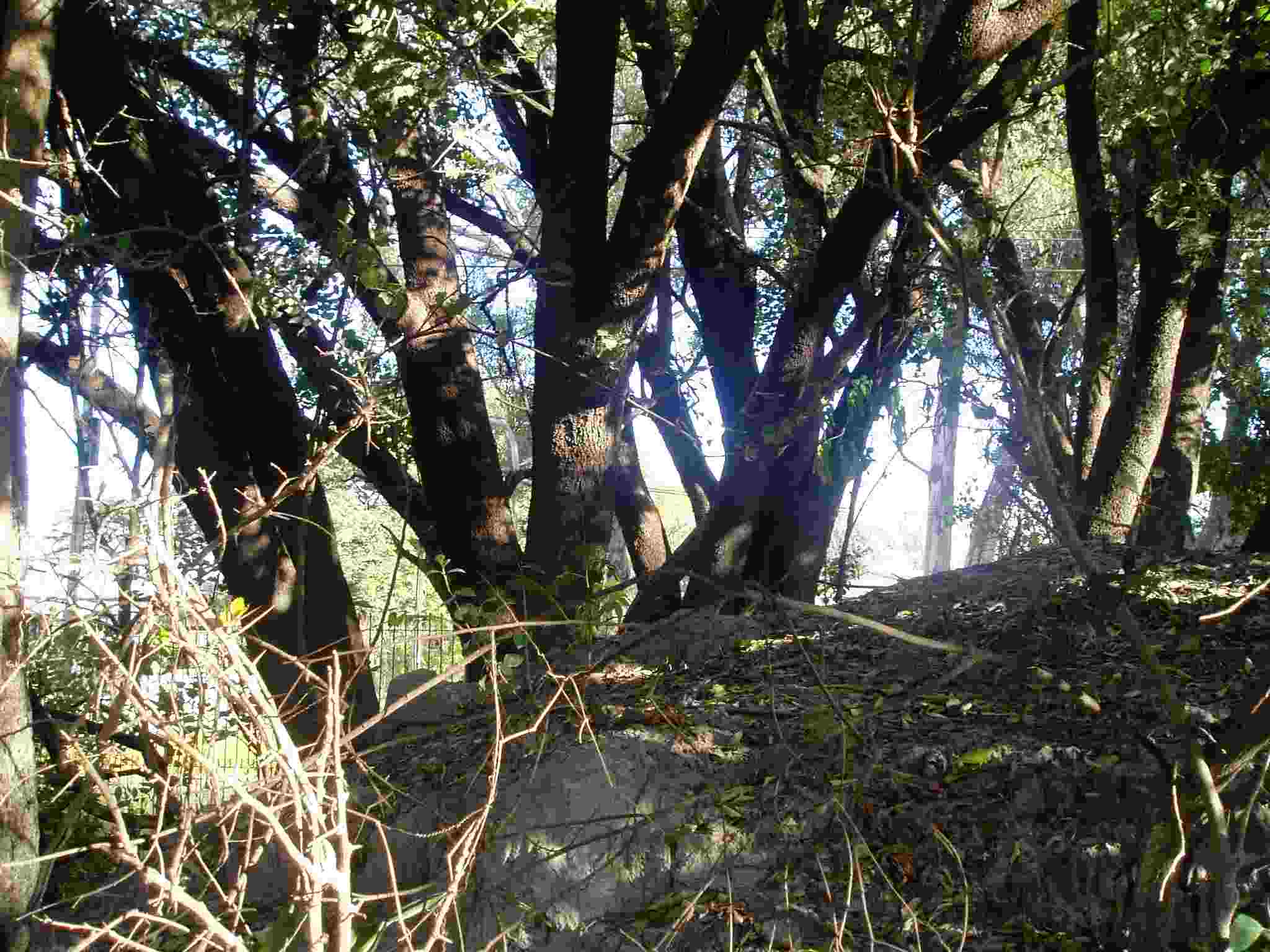 Scolopia zeyheri Scolopia zeyheri