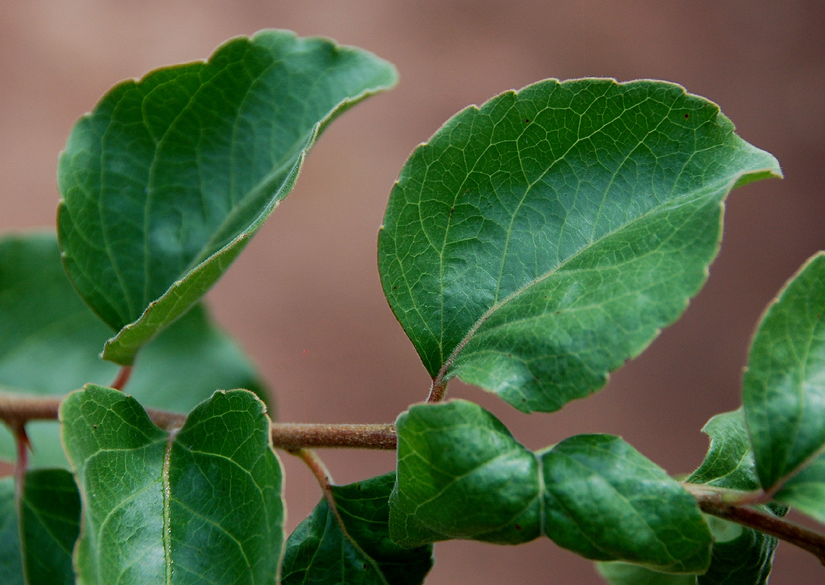 Flacourtia indica Flacourtia indica