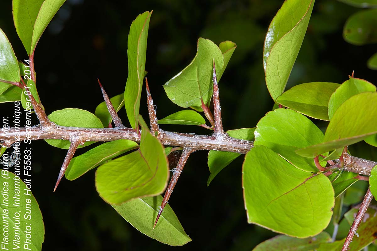 Flacourtia indica Flacourtia indica