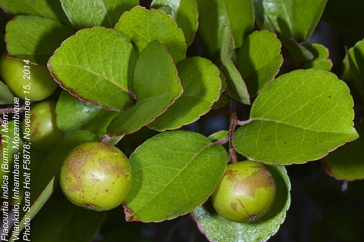 Flacourtia indica Flacourtia indica