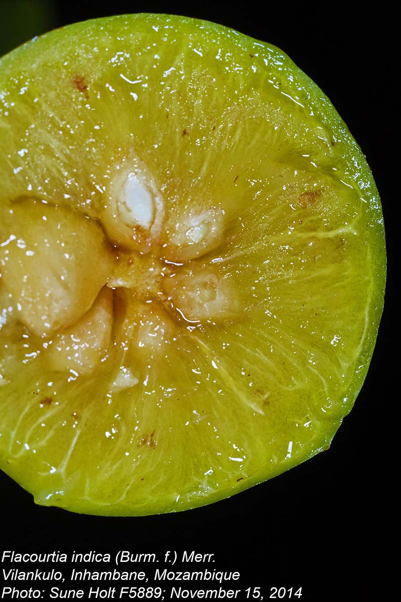 Flacourtia indica Flacourtia indica