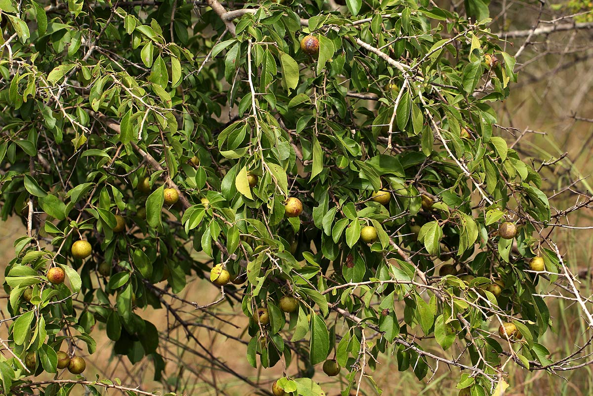 Flacourtia indica Flacourtia indica