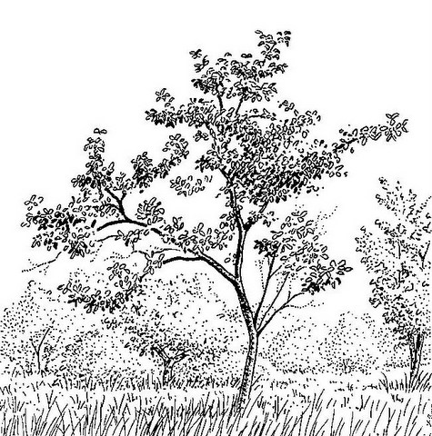 Flacourtia indica Flacourtia indica