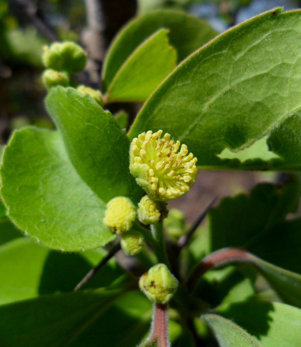 Flacourtia indica Flacourtia indica