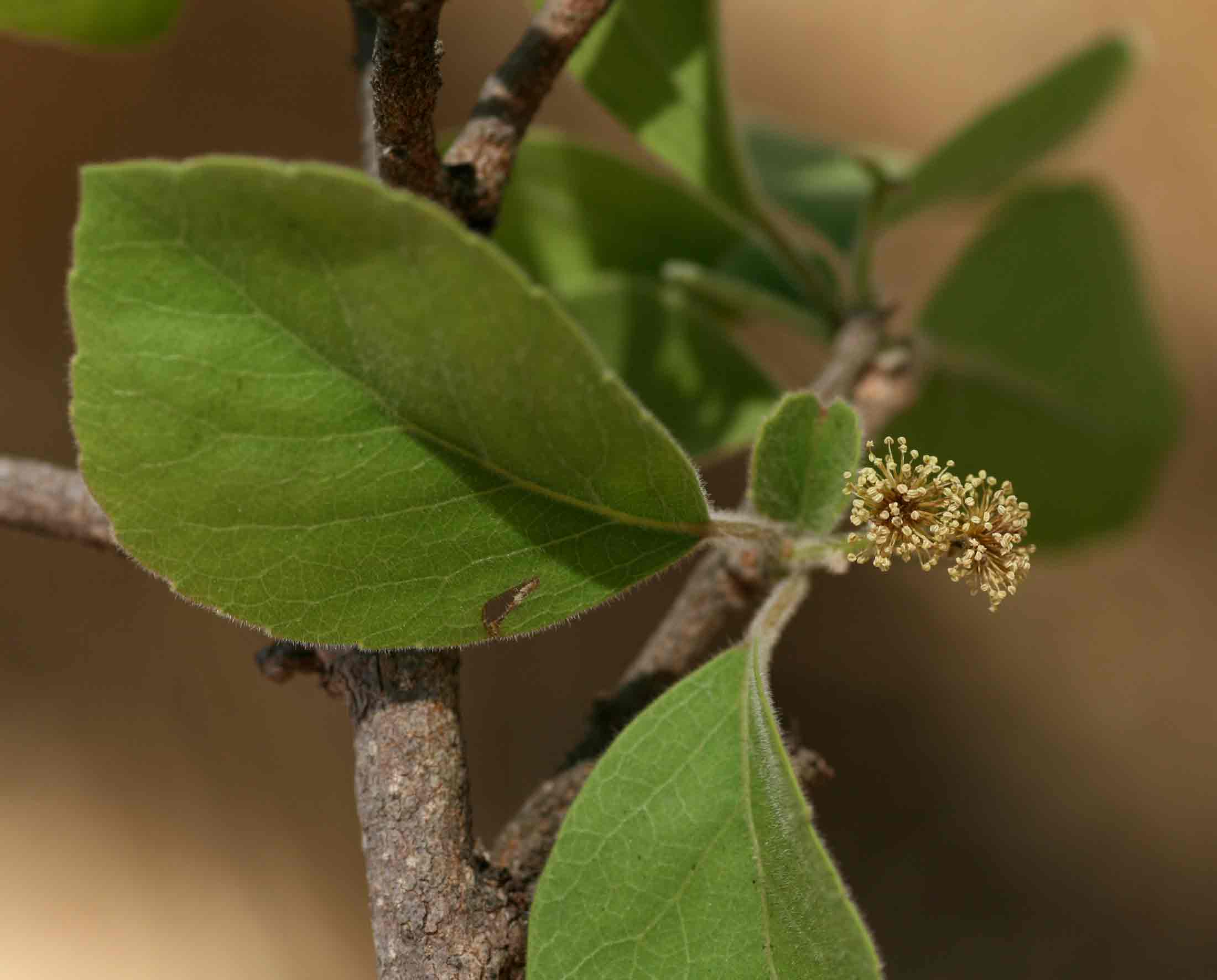 Flacourtia indica Flacourtia indica