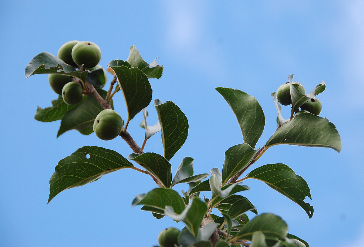 Flacourtia indica Flacourtia indica