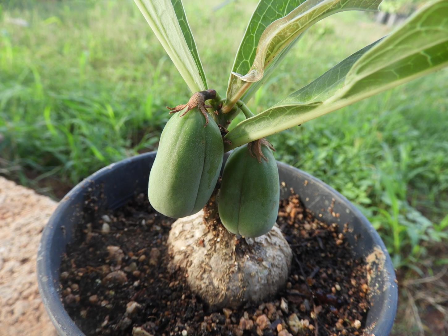 Adenia goetzei