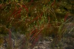 Rotala myriophylloides