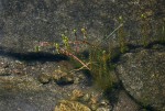 Rotala myriophylloides