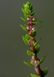 Rotala myriophylloides