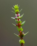 Rotala myriophylloides