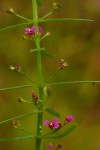 Ammannia auriculata