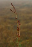 Ammannia prieuriana