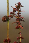 Ammannia prieuriana