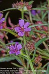 Nesaea erecta