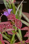 Nesaea erecta