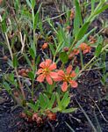 Nesaea heptamera