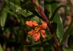 Nesaea heptamera