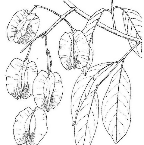 Combretum collinum Combretum collinum