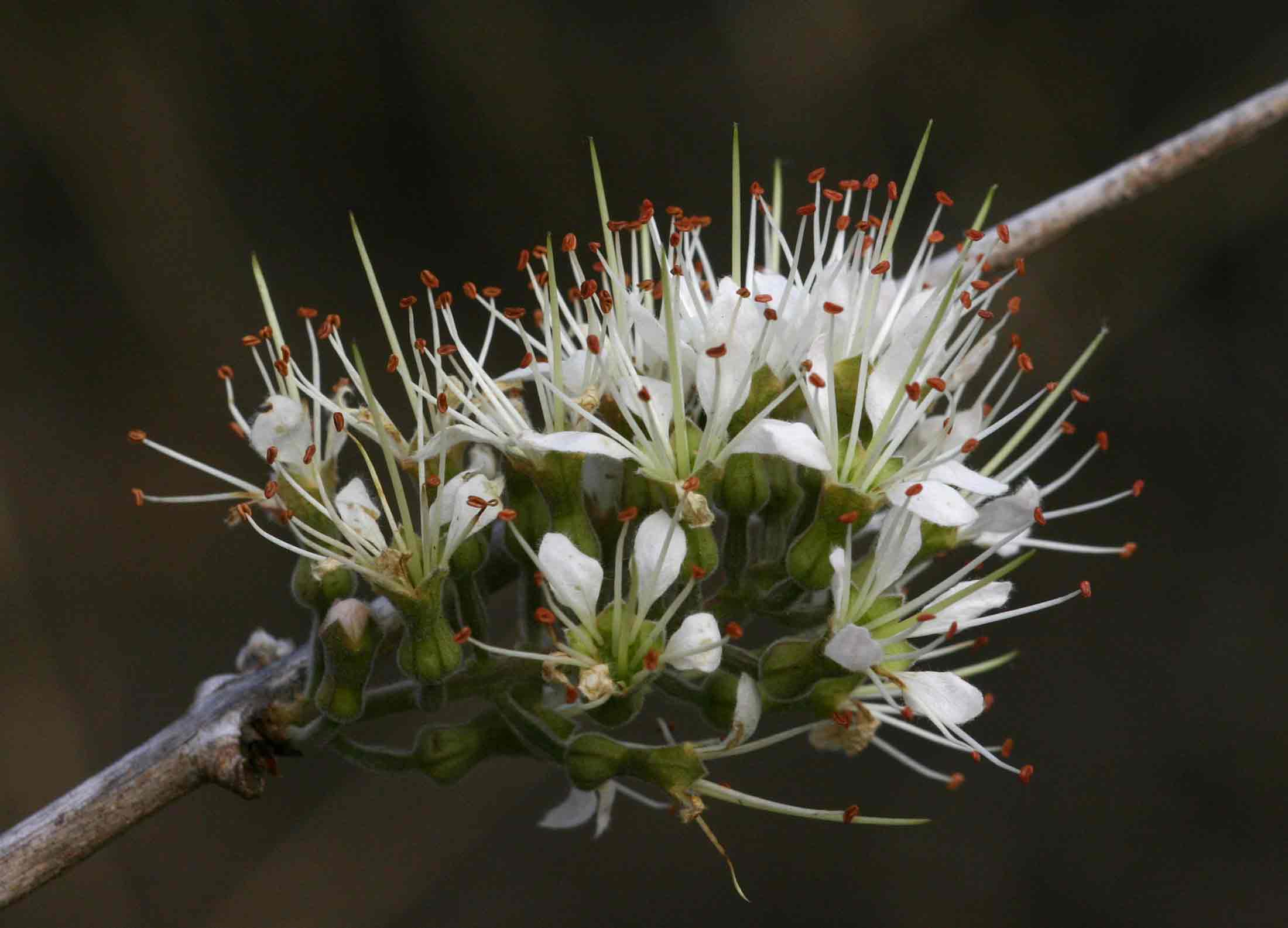 Combretum mossambicense Combretum mossambicense