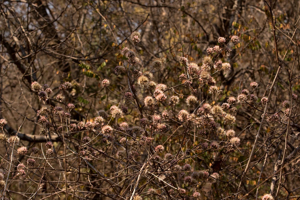 Combretum mossambicense Combretum mossambicense