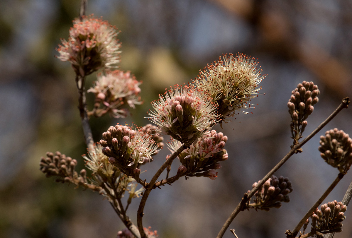 Combretum mossambicense Combretum mossambicense