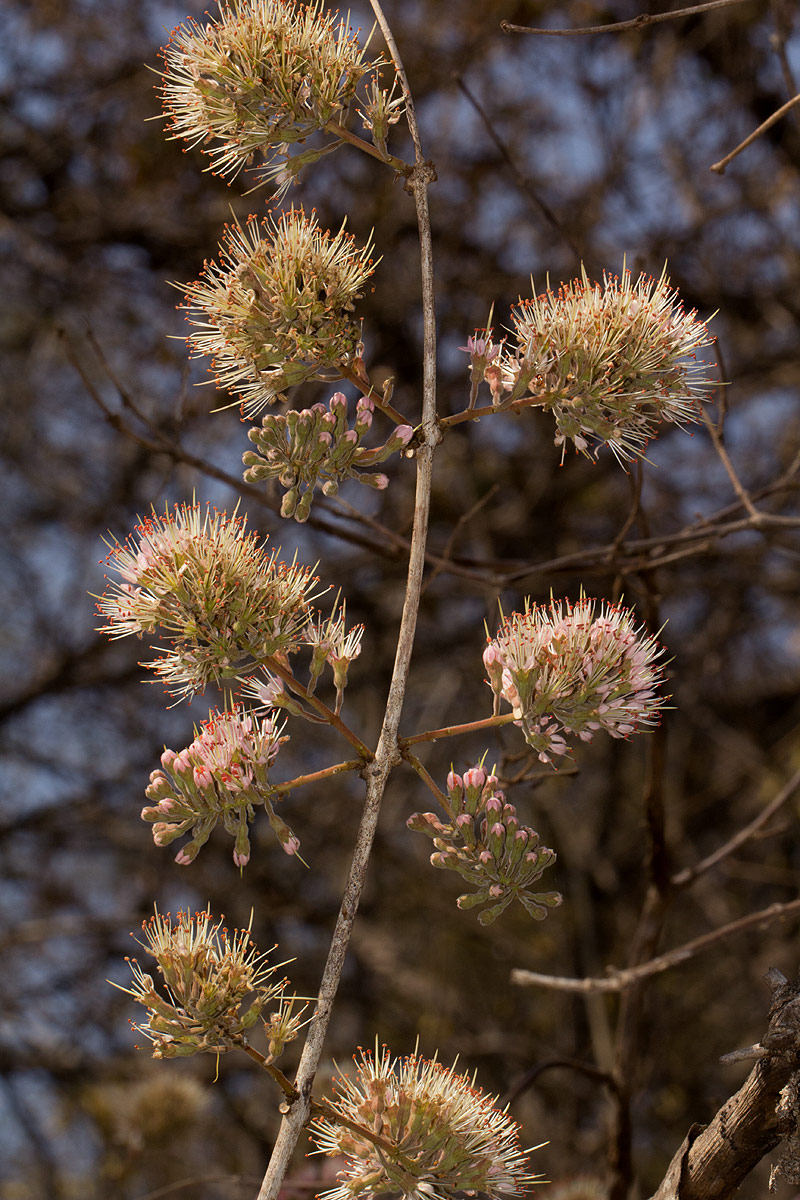 Combretum mossambicense Combretum mossambicense