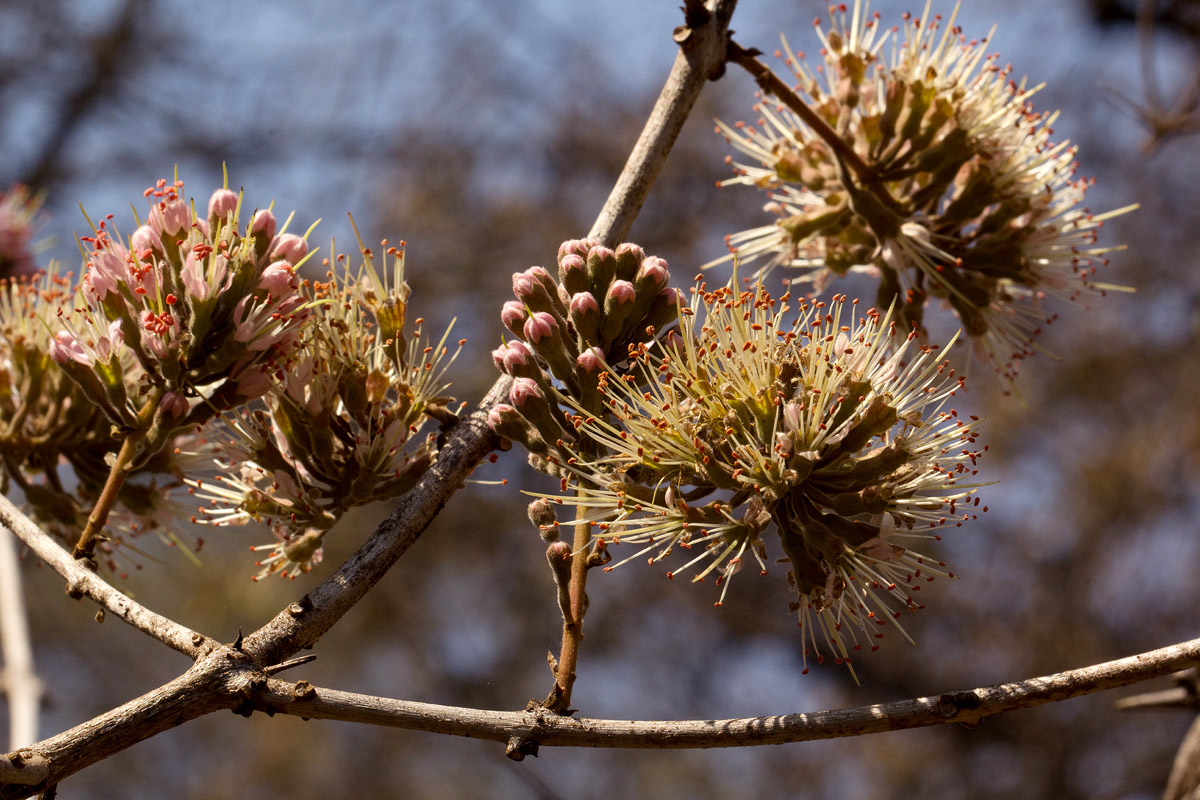Combretum mossambicense Combretum mossambicense