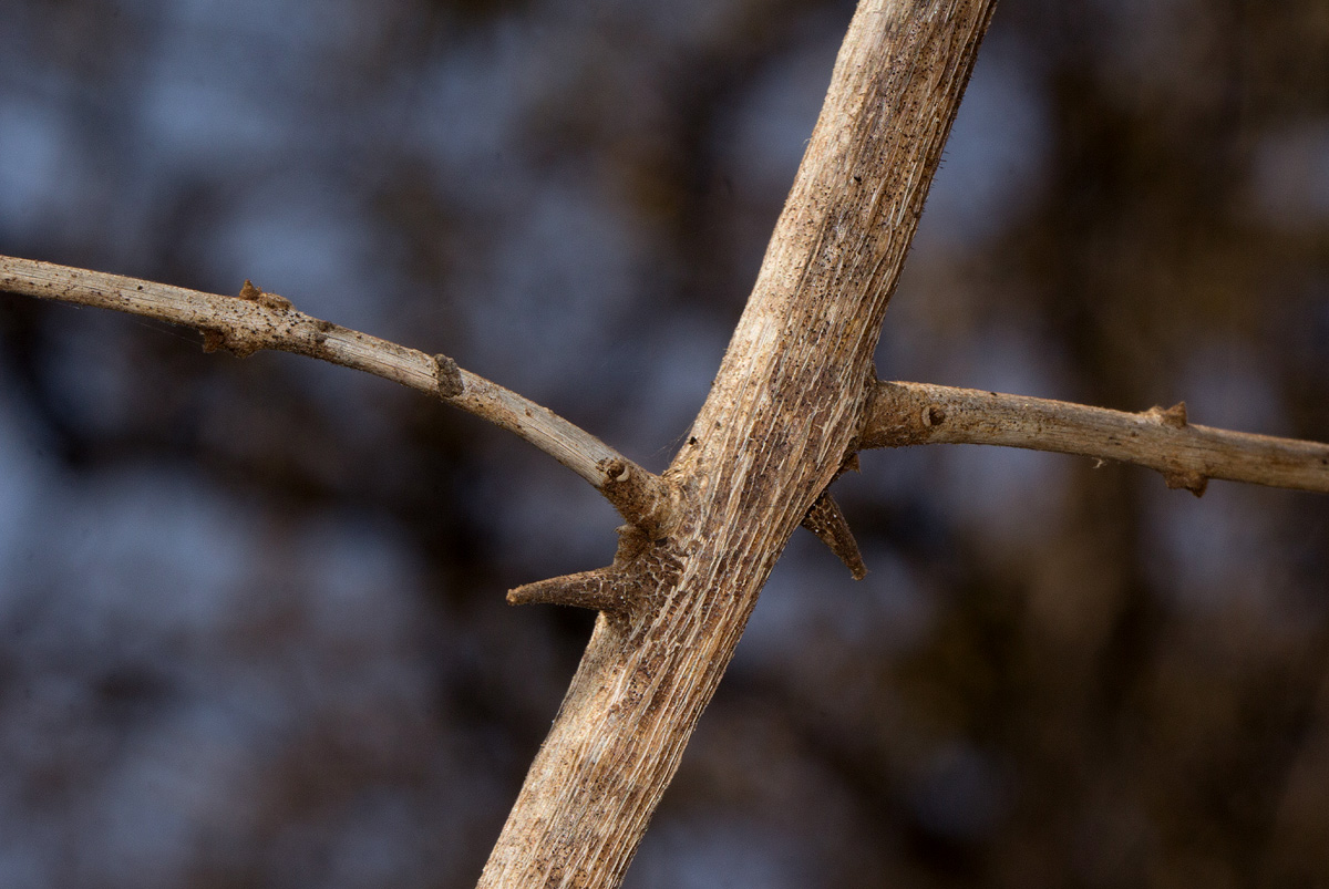 Combretum mossambicense Combretum mossambicense