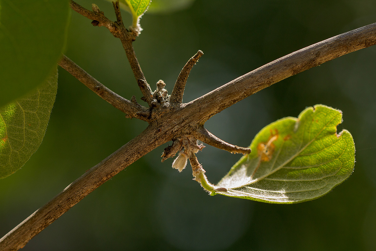 Combretum mossambicense Combretum mossambicense