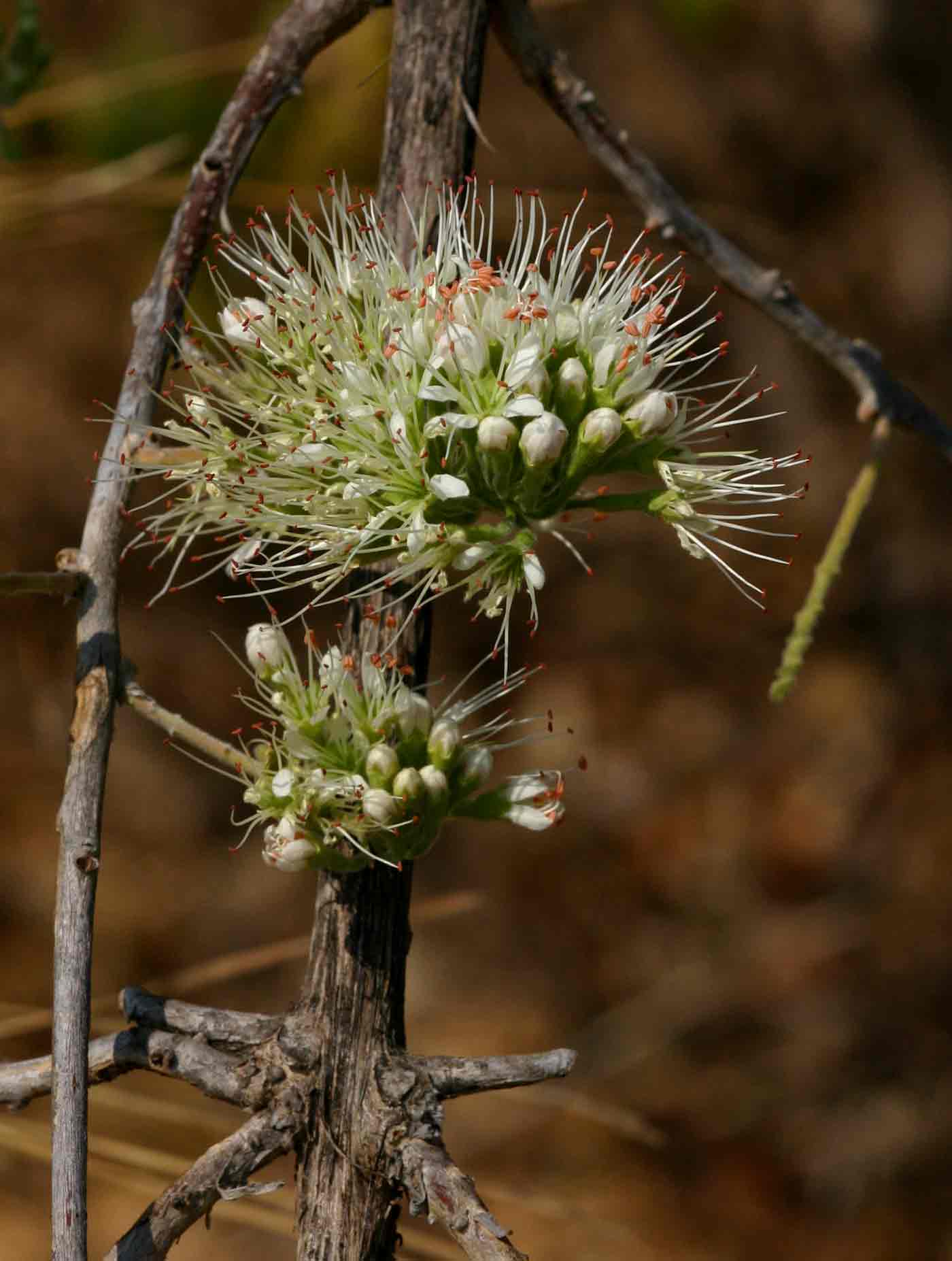 Combretum mossambicense Combretum mossambicense