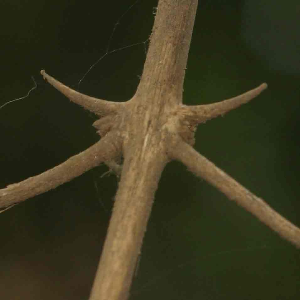 Combretum mossambicense Combretum mossambicense