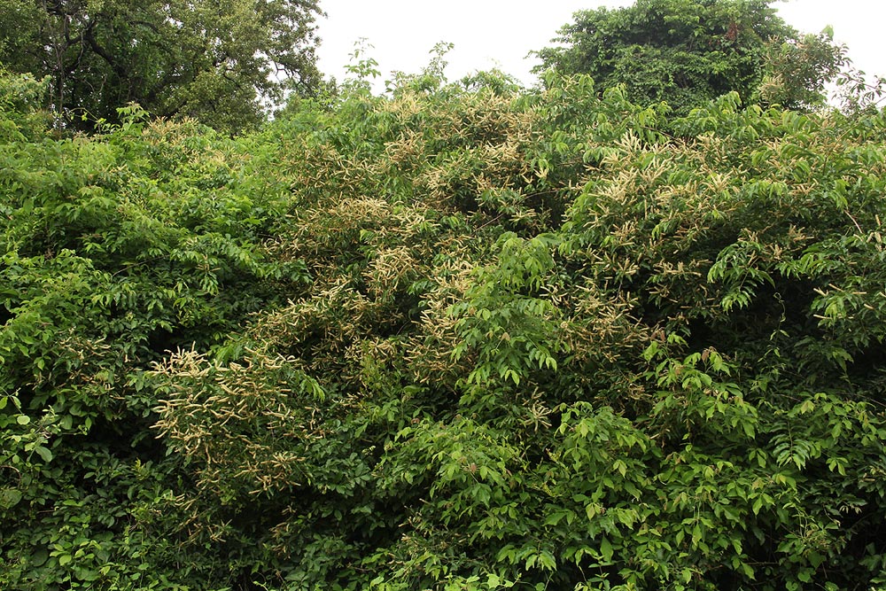 Combretum padoides Combretum padoides