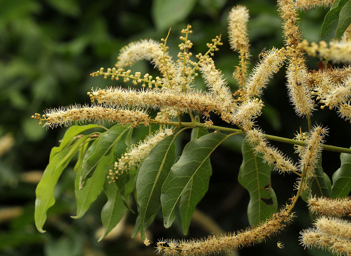 Combretum padoides Combretum padoides