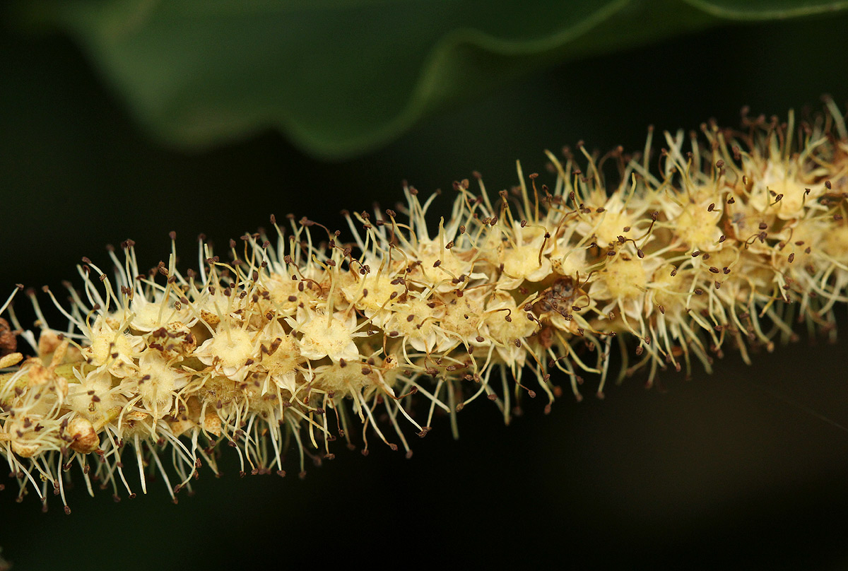 Combretum padoides Combretum padoides
