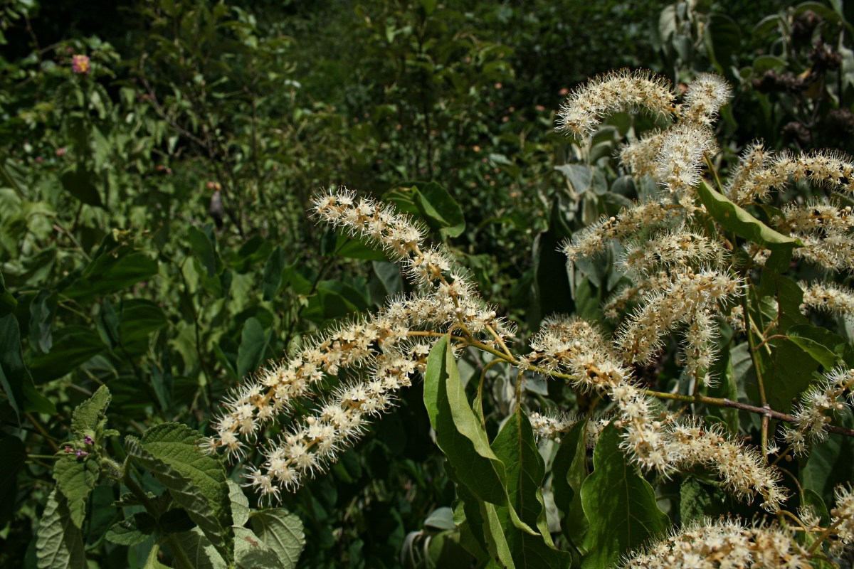 Combretum padoides Combretum padoides