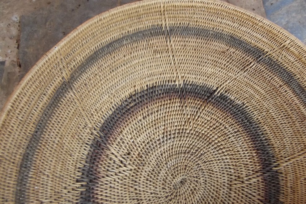 Combretum zeyheri Combretum zeyheri