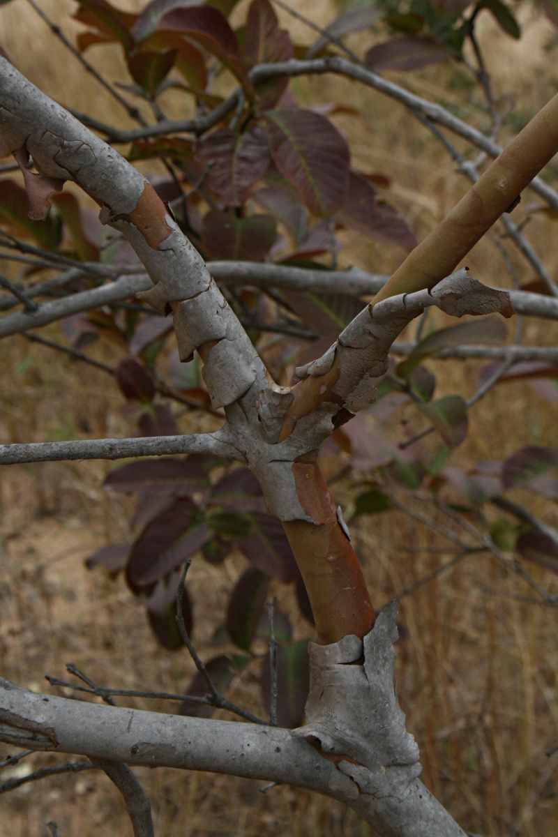 Psidium guajava Psidium guajava