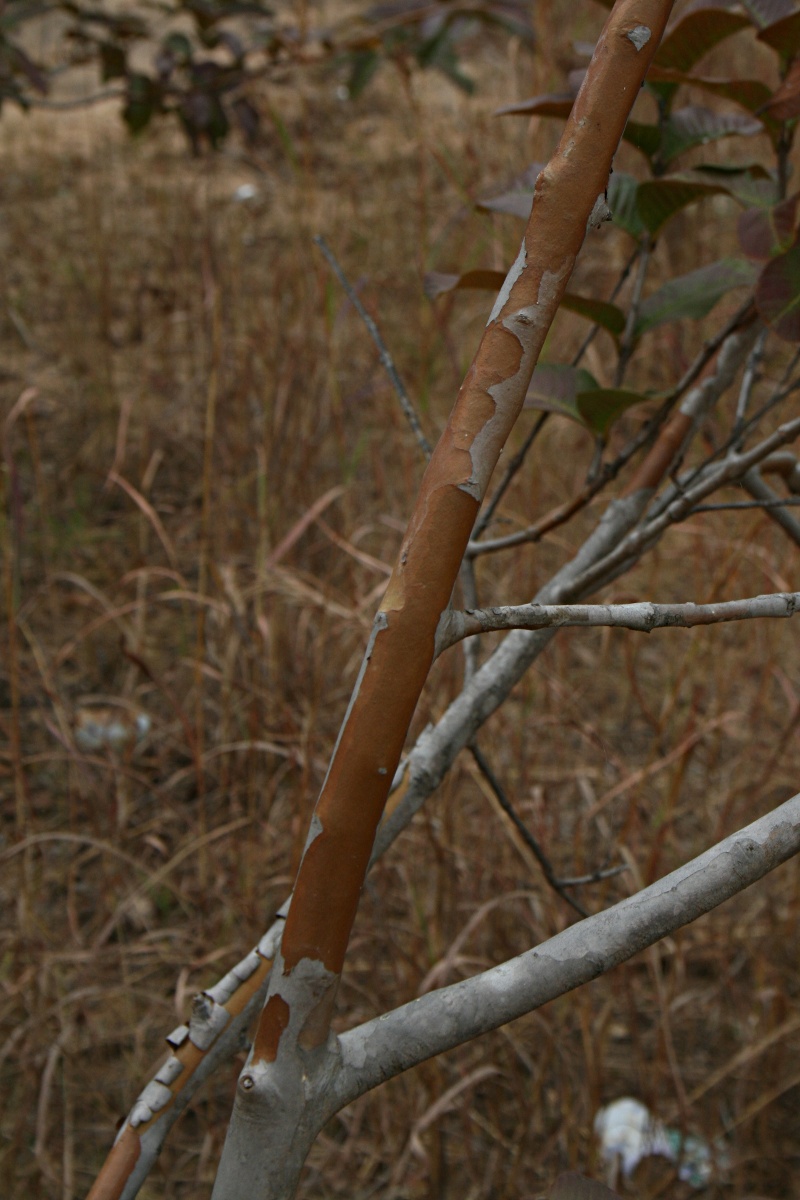 Psidium guajava Psidium guajava