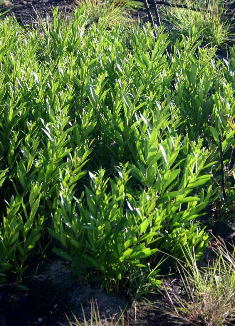 Eugenia malangensis Eugenia malangensis