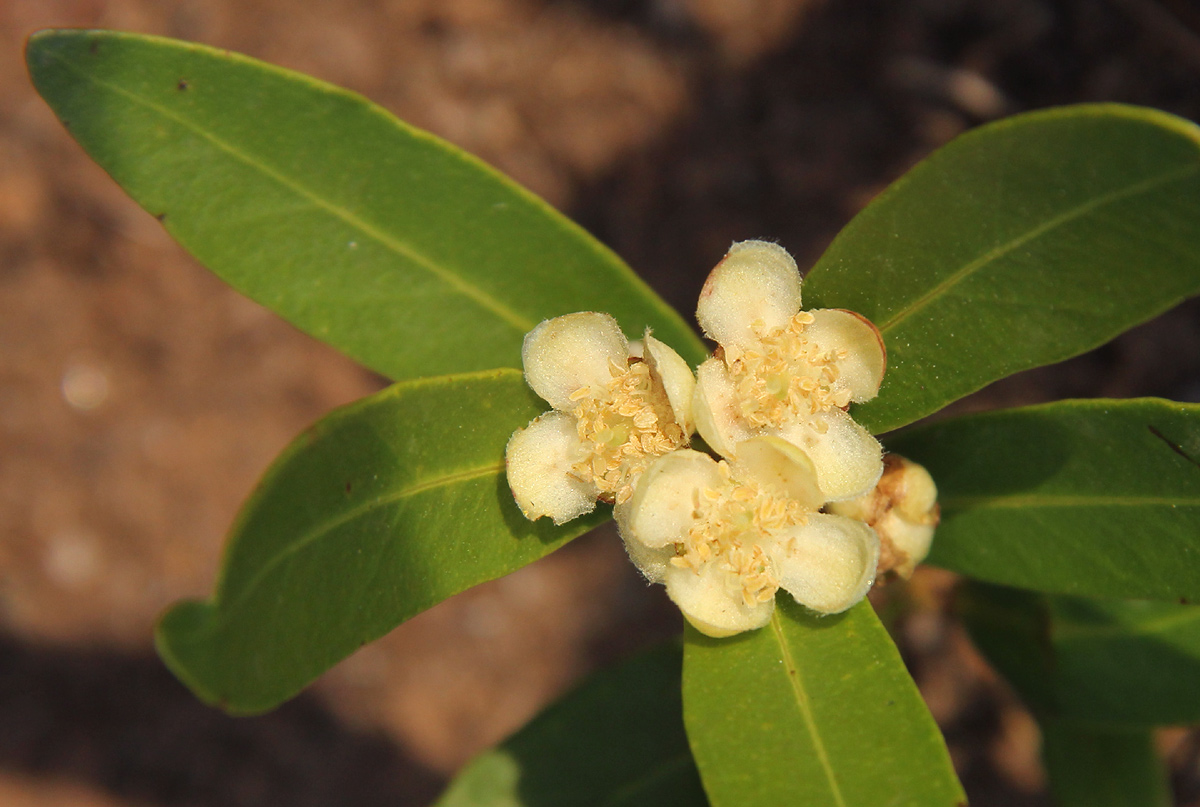 Eugenia malangensis Eugenia malangensis