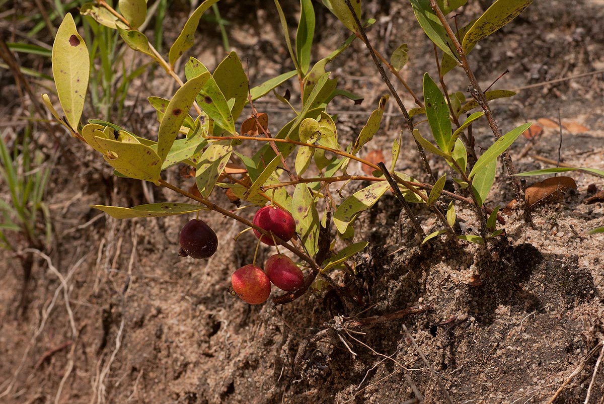 Eugenia malangensis Eugenia malangensis