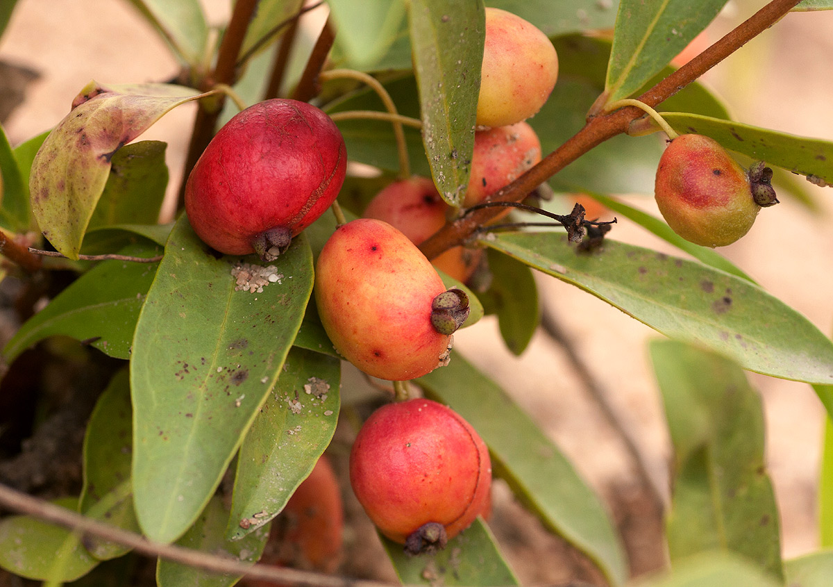 Eugenia malangensis Eugenia malangensis