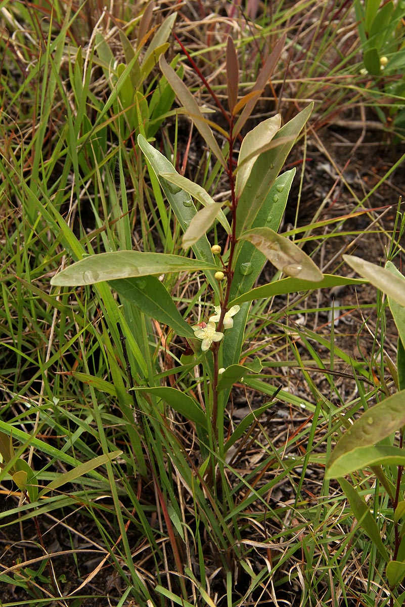 Eugenia malangensis Eugenia malangensis