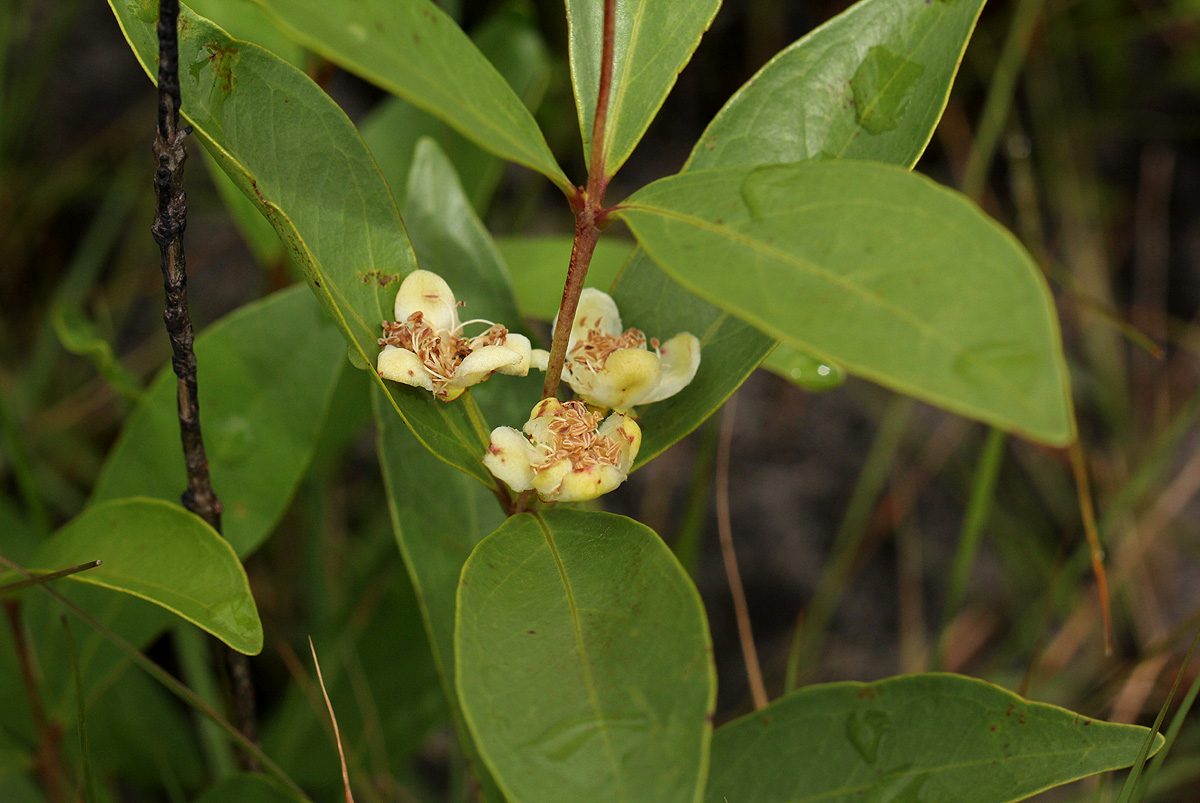 Eugenia malangensis Eugenia malangensis