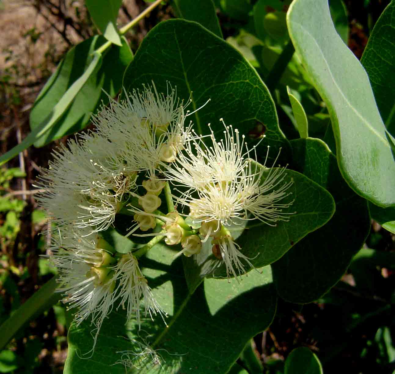 Syzygium cordatum Syzygium cordatum