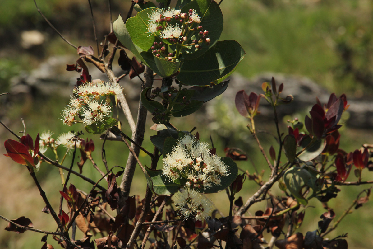 Syzygium cordatum Syzygium cordatum