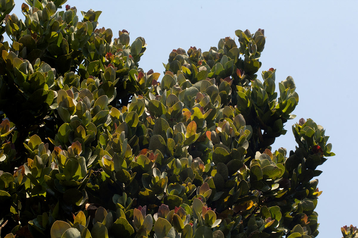 Syzygium cordatum Syzygium cordatum