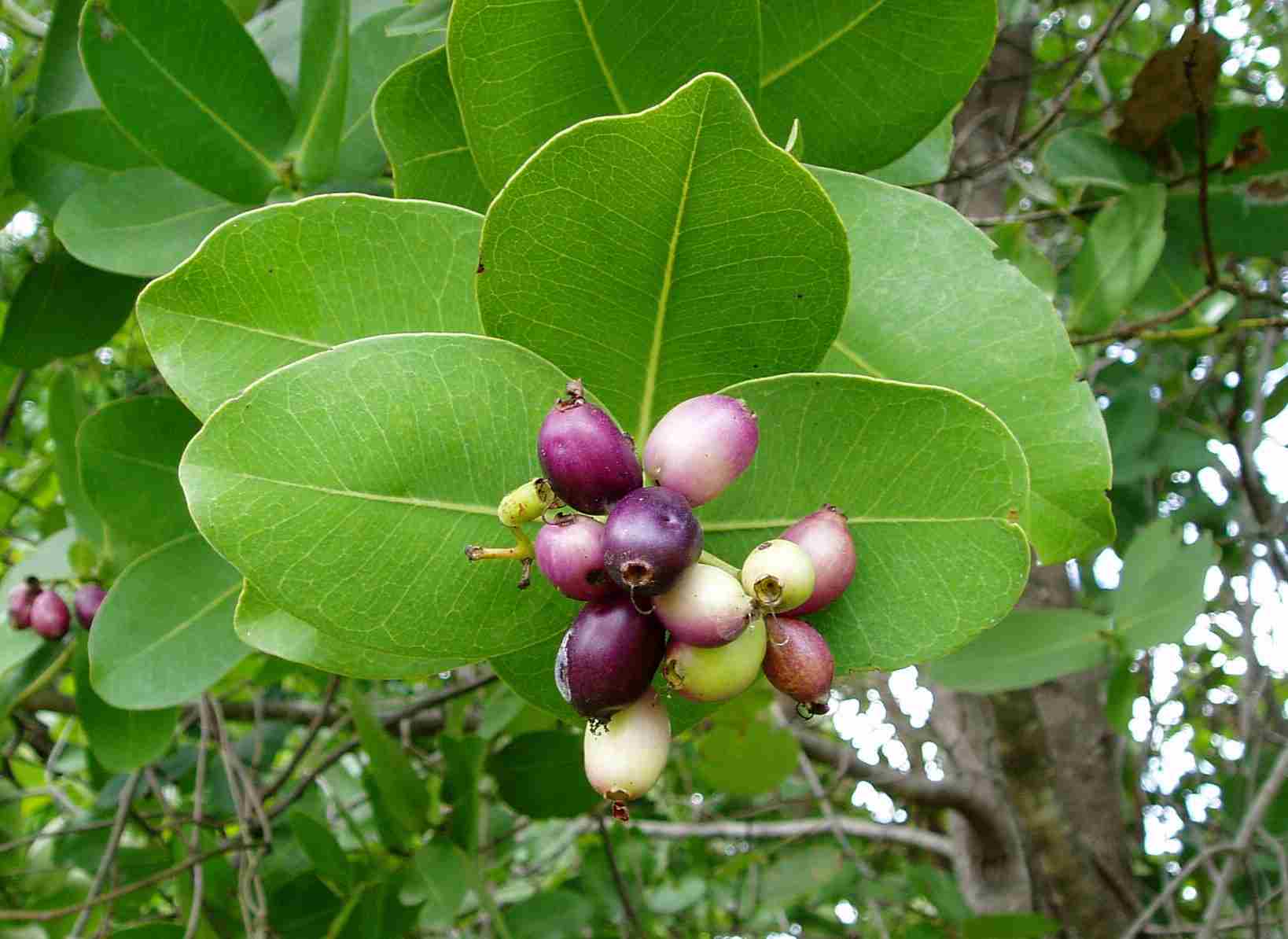 Syzygium cordatum Syzygium cordatum