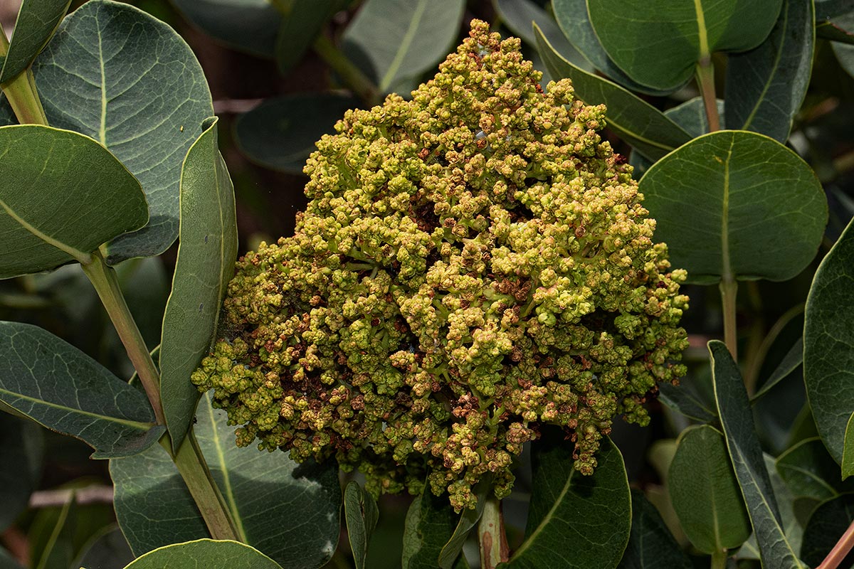 Syzygium cordatum Syzygium cordatum